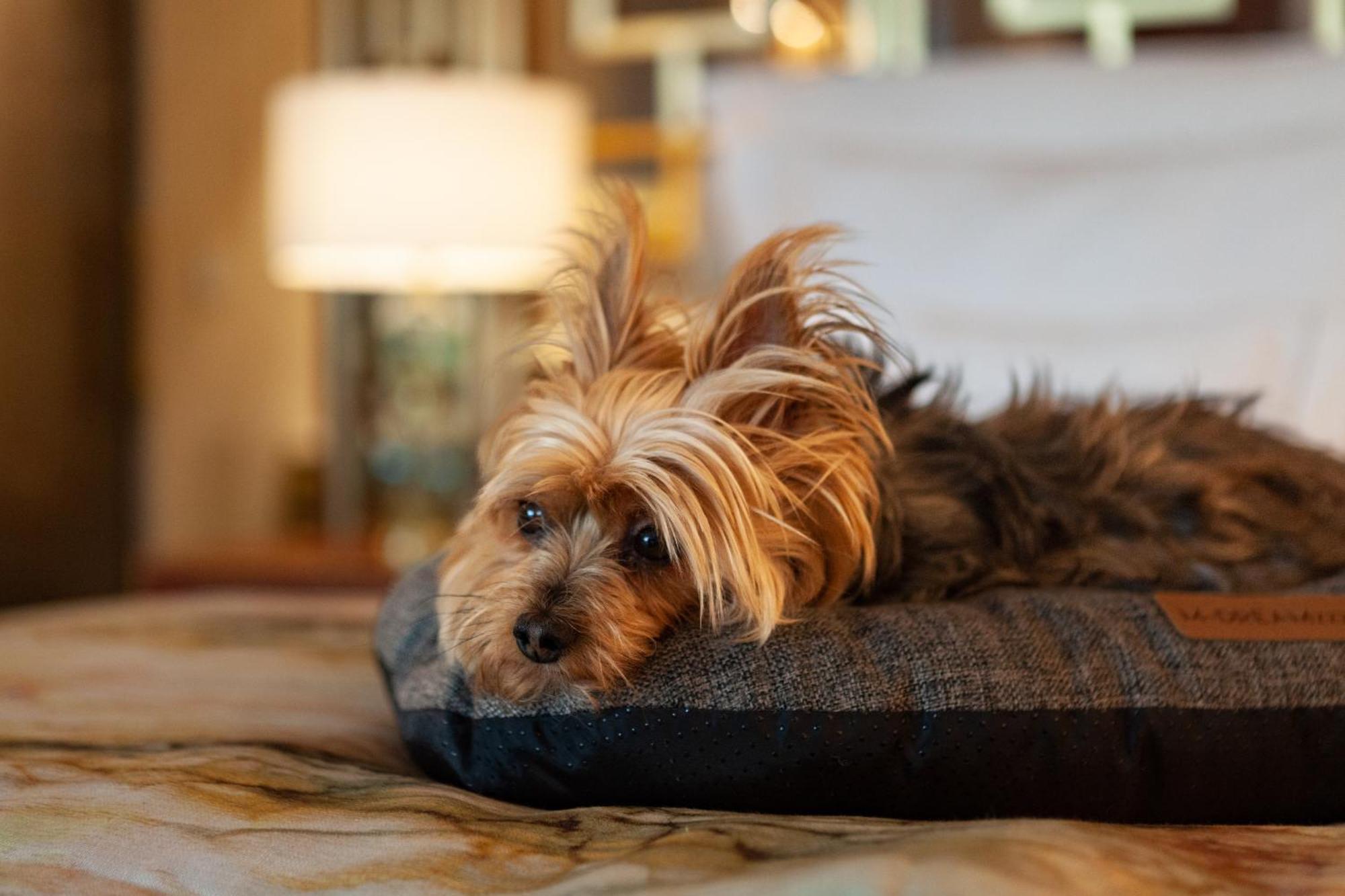 Wine & Books Lisboa Hotel Kültér fotó A Yorkshire Terrier